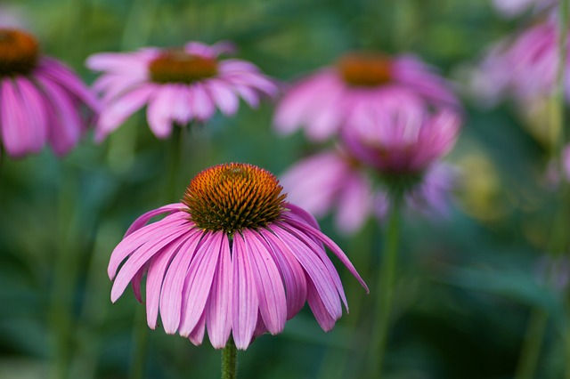 Echinacea: az erős immunrendszerért