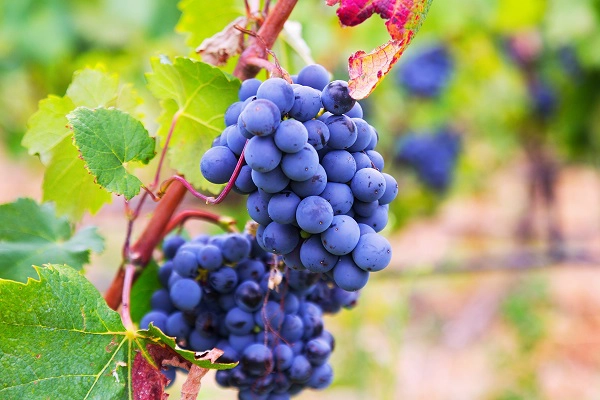 Resveratrol: egy értékes színanyag