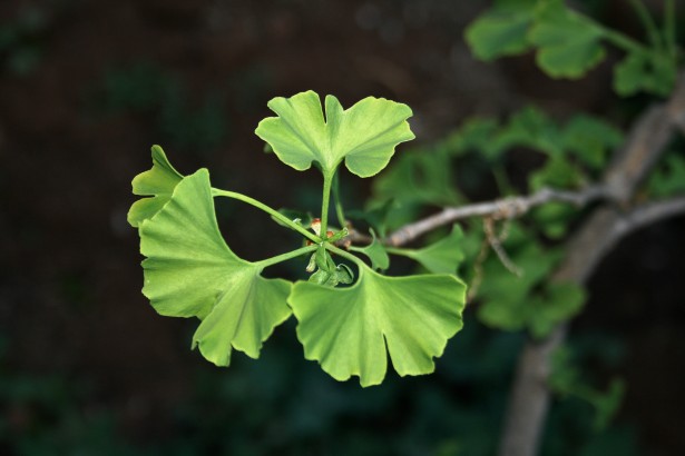 Ginkgo Biloba - hogyan hat az elménkre?