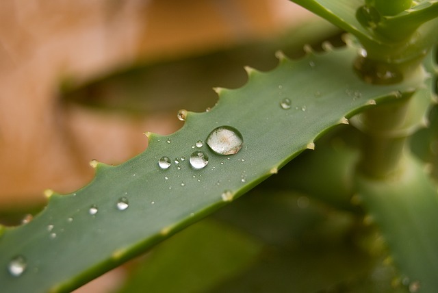 7 ok, amiért az aloe vera segít a cukorbetegség elleni harcban