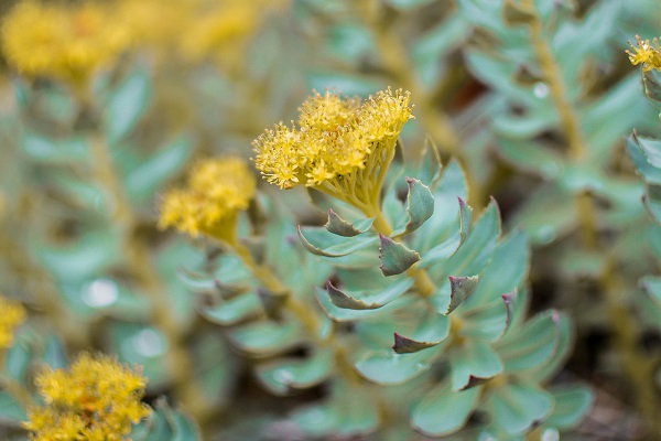 Rhodiola rosea (rózsagyökér): gyógynövény a stressz, fáradtság ellen
