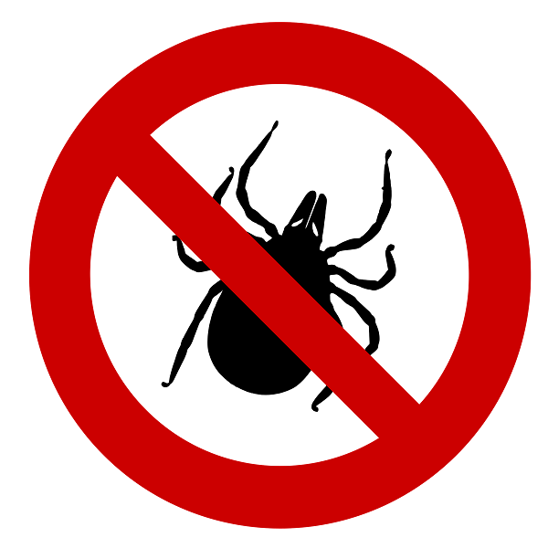 Lyme-kór: tünetek, megelőzés, és teendők kullancscsípés esetén