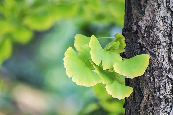 Ginkgo biloba: gyakori kérdések és válaszok
